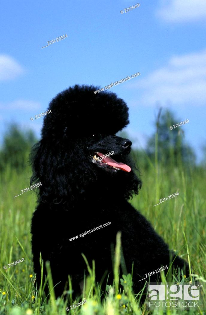 Zwergpudel Schwarz Toy Poodle Black Stock Photo Picture And Rights Managed Image Pic Zon 20554 Agefotostock