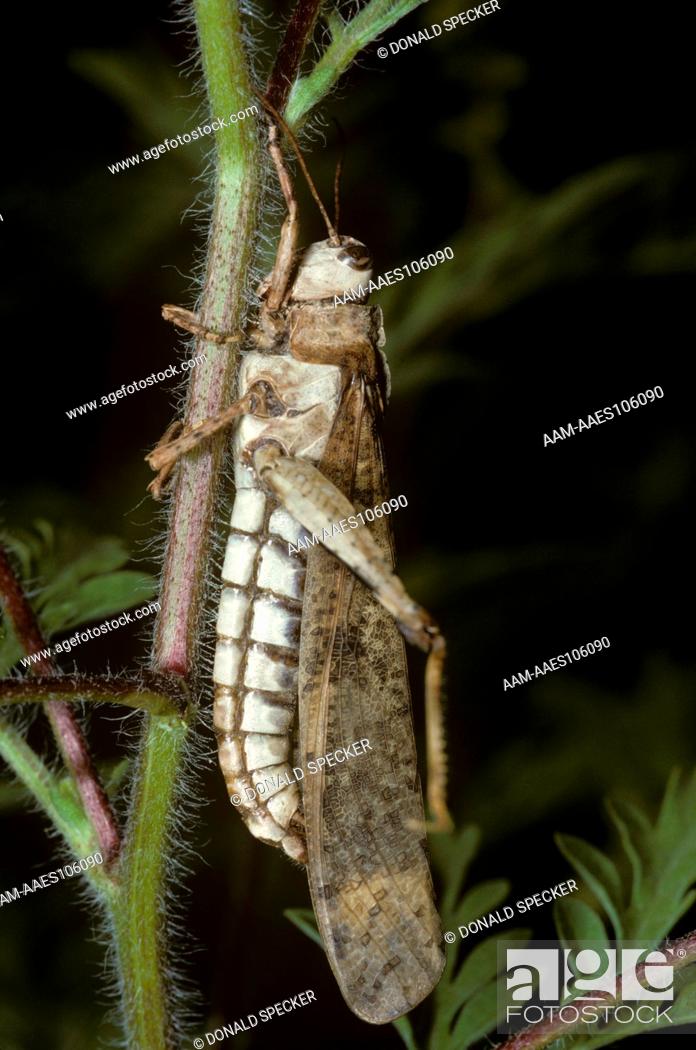Photo de stock: Carolina grasshopper killed by entomopathogenic fungus (Entomophaga grilli).