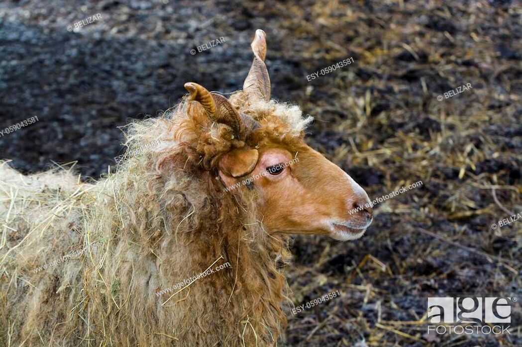Racka sheep, its scientific name is Ovies aries, Stock Photo, Picture And  Low Budget Royalty Free Image. Pic. ESY-059043581 | agefotostock