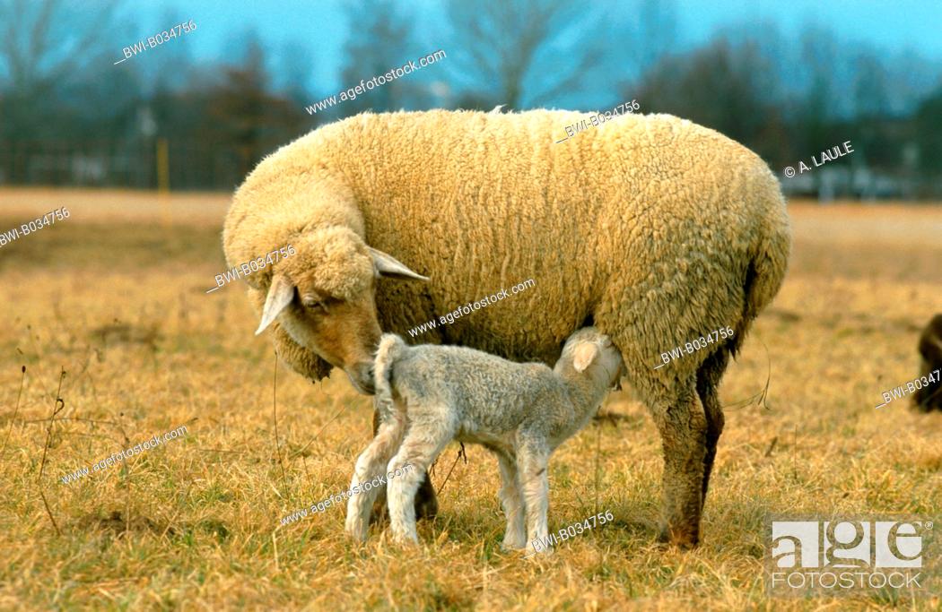 Stock Photo: Merino land sheep (Ovis ammon f. aries), mother nursing lamb, Germany, Baden-Wuerttemberg, Black Forest.