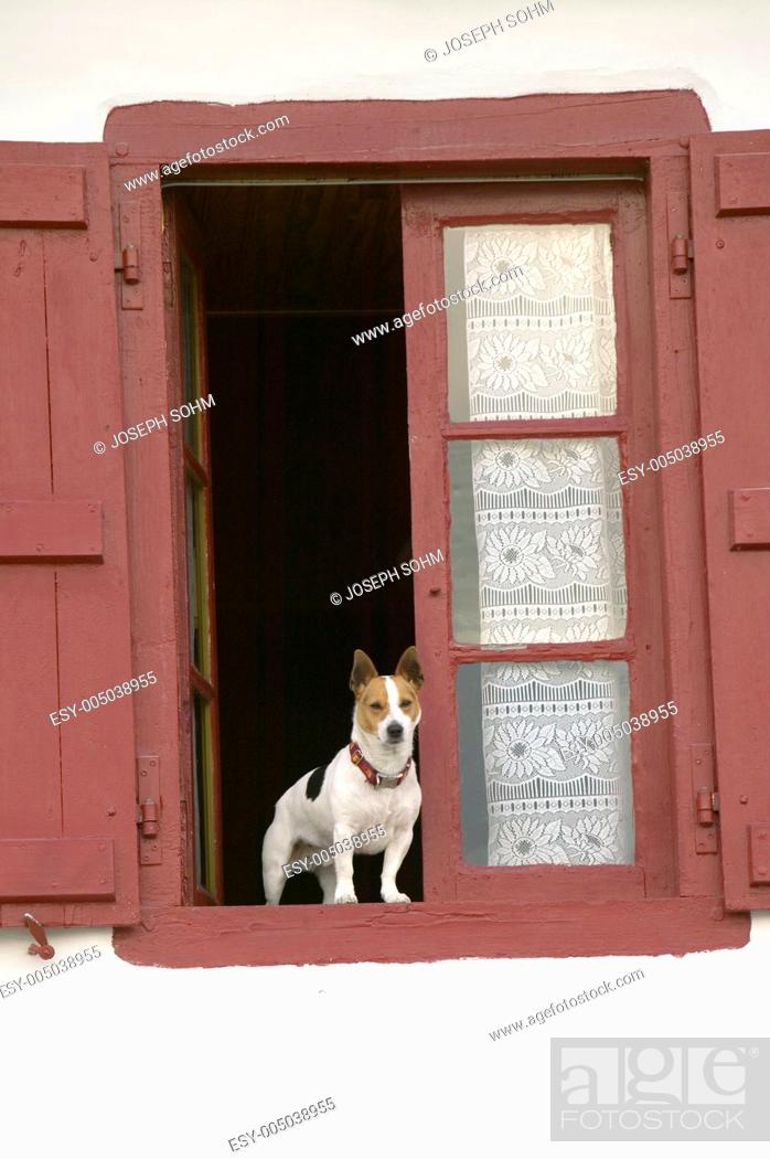 Stock Photo: A terrier dog sits in window with red shutters in Sare, France, in Basque Country on the Spanish-French border, near St. Jean de Luz, on the Cote Basque.