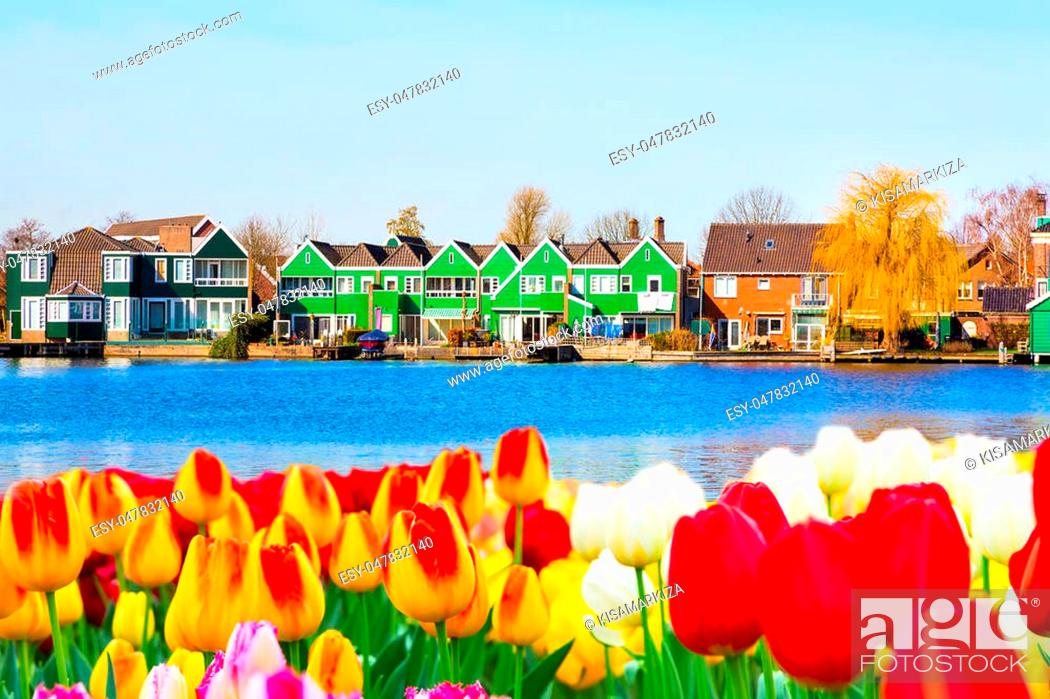 Stock Photo: tulips field and old dutch green traditional houses in town Zaanse Schans in Netherlands, Holland near Amsterdam.
