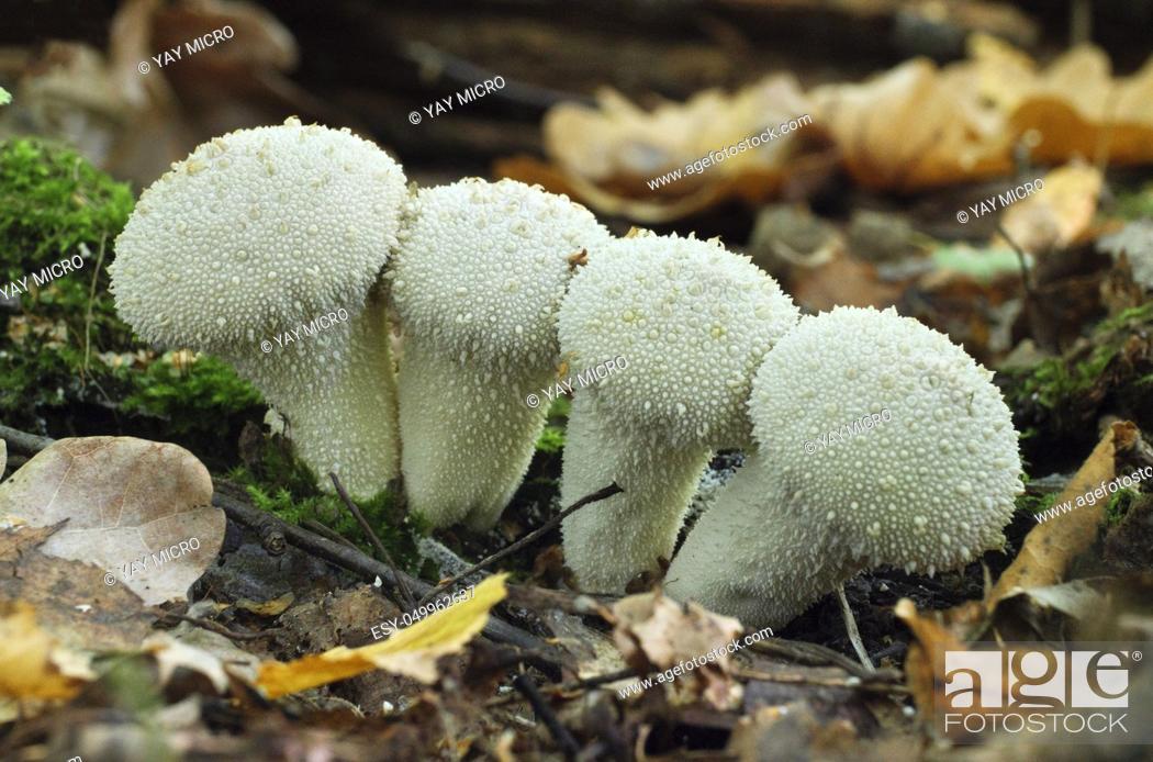 Stock Photo: Mushrooms growing in the autumn forest. Lycoperdon perlatum.