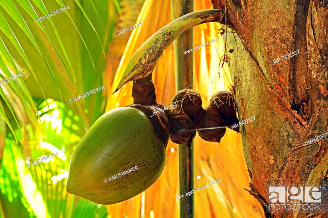 Coco de Mer (Lodoicea maldivica), coconut, largest seed on earth, fruit ...