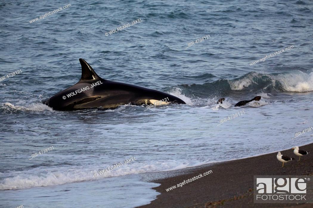 Stock Photo: Orca (Orcinus orca) attacking sea lion pups (Otaria flavescens) at the beach, Mirador, Punta Norte, Peninsula Valdés, Chubut, Patagonia, Argentina.