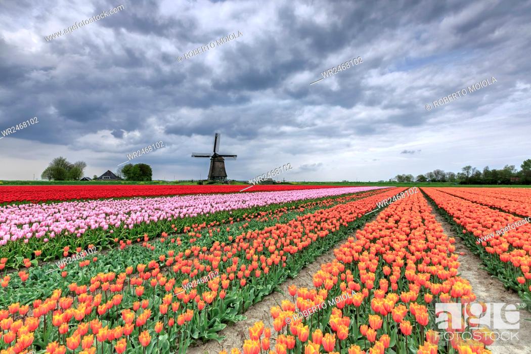 Stock Photo: Dark clouds over fields of multicolored tulips and windmill, Berkmeer, Koggenland, North Holland, Netherlands, Europe.