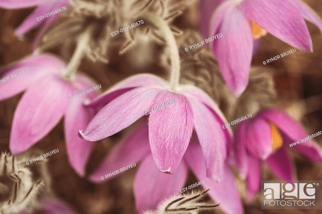 Stock Photo: Toned Photo Beautiful Wild Spring Pink Purple magenta Flowers. Flowering Blooming Plant.