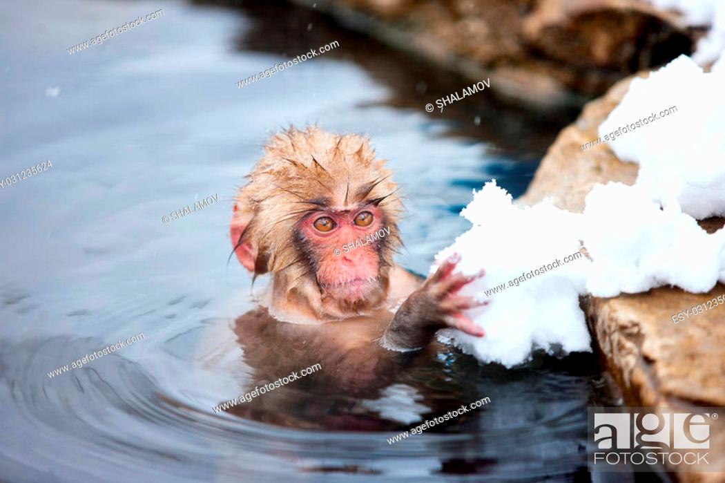 Stock Photo: Baby snow monkey Japanese Macaque playing with snow at onsen hot springs of Nagano, Japan.