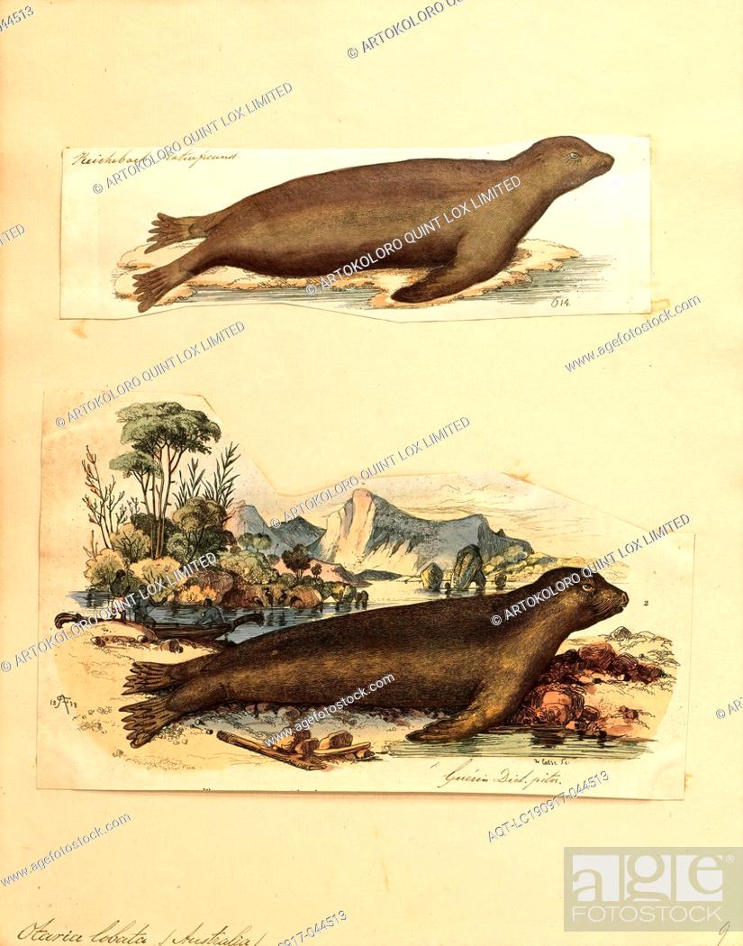 Photo de stock: Otaria lobata, Print, South American sea lion, The South American sea lion (Otaria flavescens, formerly Otaria byronia), also called the Southern Sea Lion and.