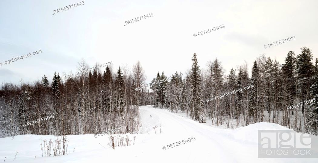 Stock Photo: A snow-covered forest area in Rovaniemi, Lapland, Finland, 07 February 2016. Rovaniemi, the capital of Lapland, is located just south of the Arctic Circle.