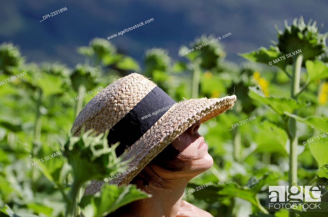 Stock Photo: A woman wearing a sunhat stands in a field full of tall sunflowers;Locarno ticino switzerland.