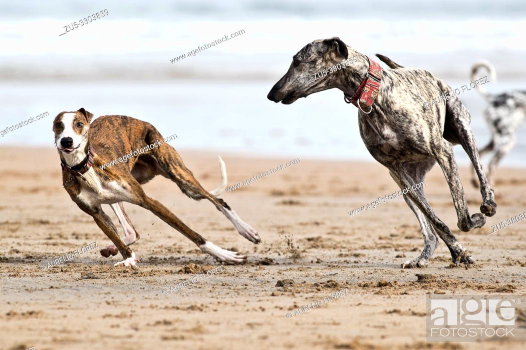 Stock Photo: The dog, called domestic dog or canine, and in some places colloquially called pooch, tuso, choco, among others; It is a carnivorous mammal of the Canidae.