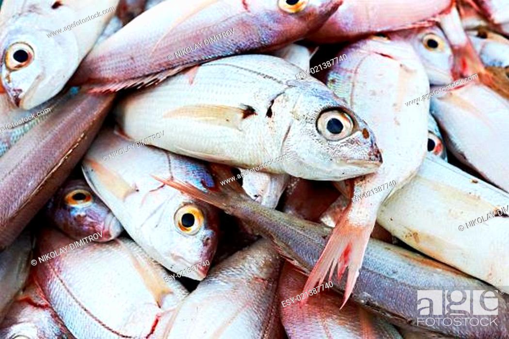 Stock Photo: Fresh mediterranean fish.