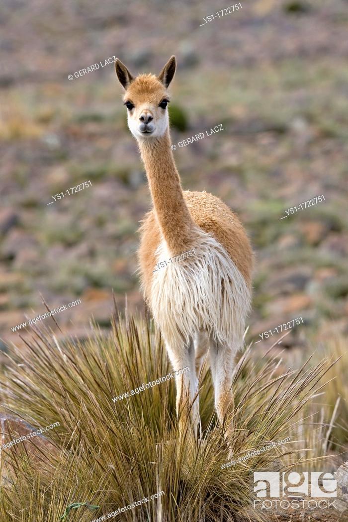 Vicuna, vicugna vicugna, Pampas Galeras Reserve in Peru, Stock Photo,  Picture And Rights Managed Image. Pic. YS1-1722751 | agefotostock