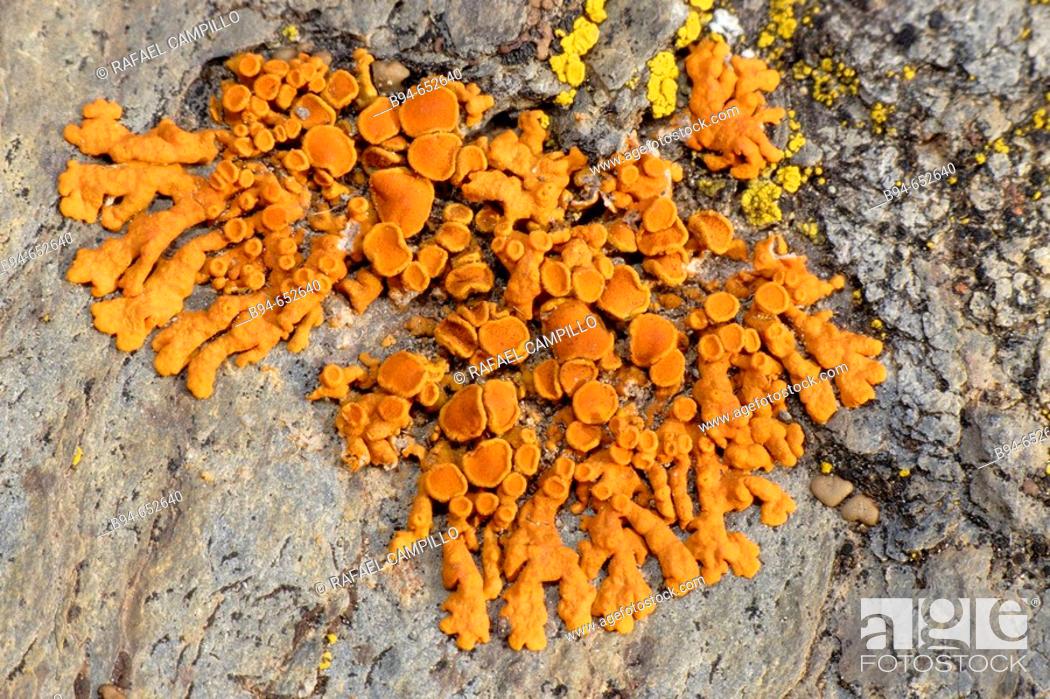 Stock Photo: Lichen (Caloplaca sp.).