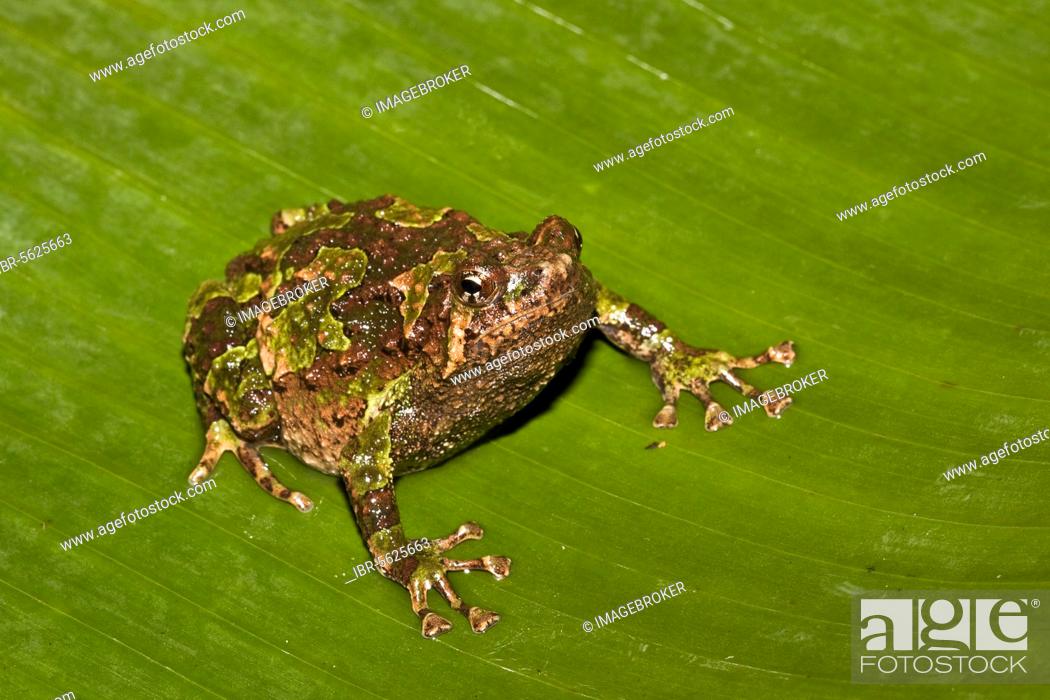 Stock Photo: Variegated Burrowing Frog, Marbled Burrowing Frog, Amphibians, Other animals, Frogs, Animals, Marbled Burrowing Frog, Scaphiophryne marmorata, Andasibe.