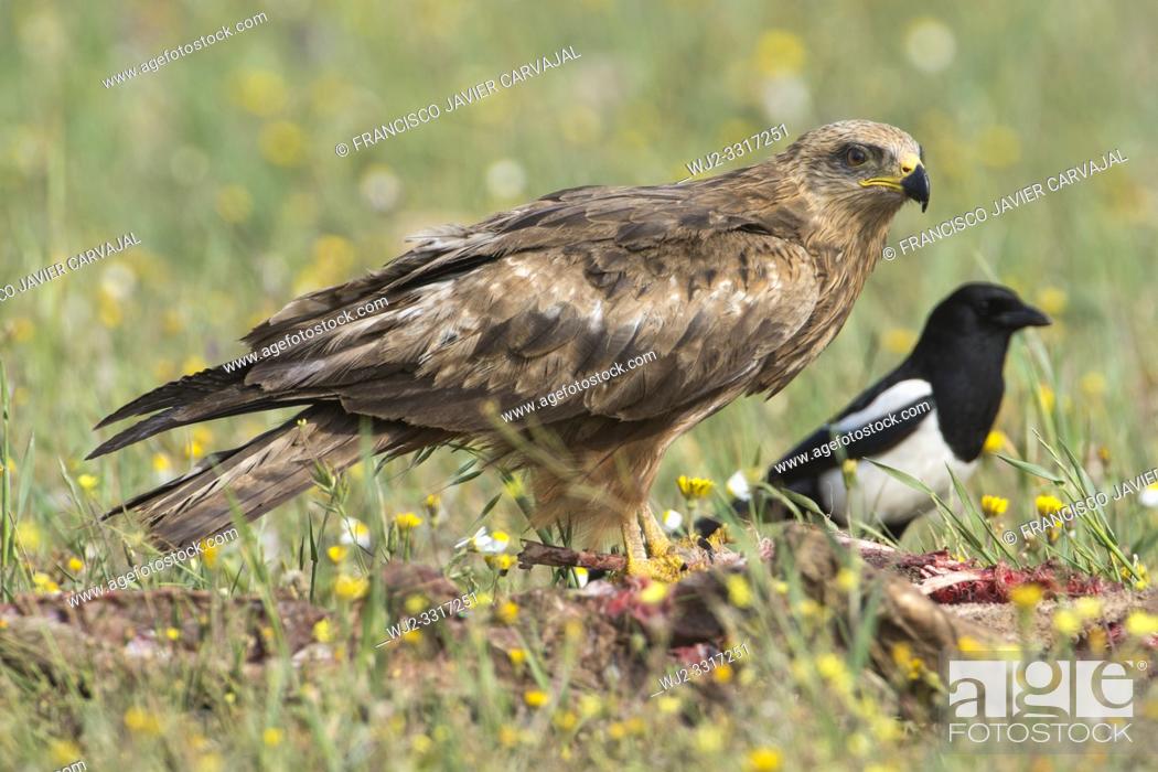 Stock Photo: Black kite (Milvus migrans) in a meadow in Extremadura, Spain.