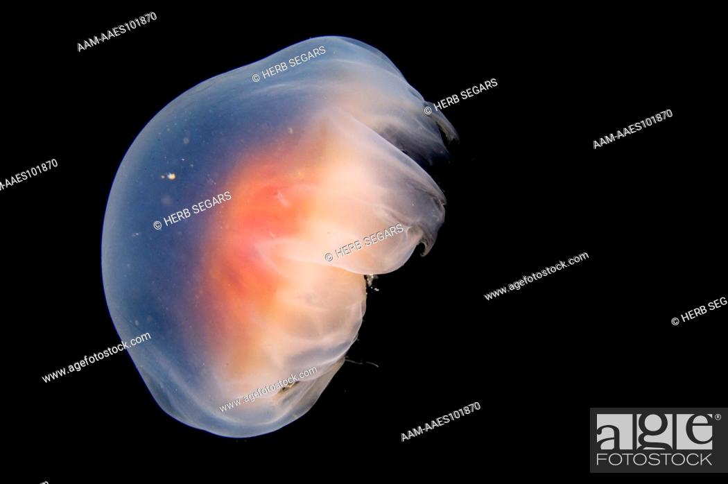 Stock Photo: A Lion's Mane Jellyfish (Cyanea capillata) on the Axel Carlson Artificial Reef site, tugboat Veronica M, off Bayhead, NJ, USA. The jellyfish is dying.