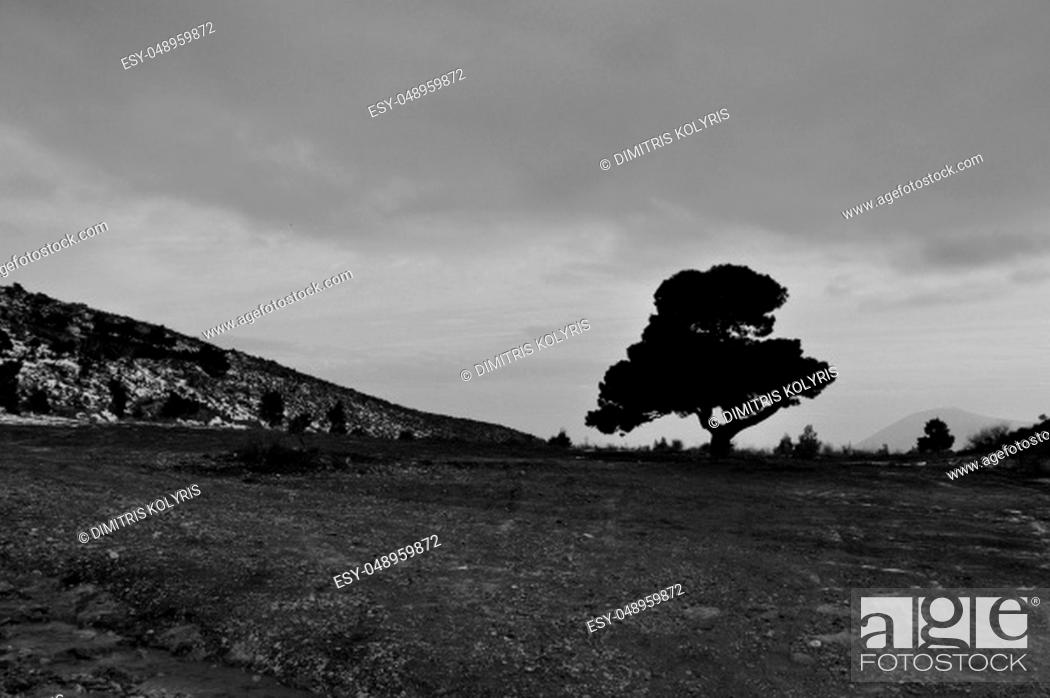 Stock Photo: Lone tree under cloudy winter sky. Black and white.