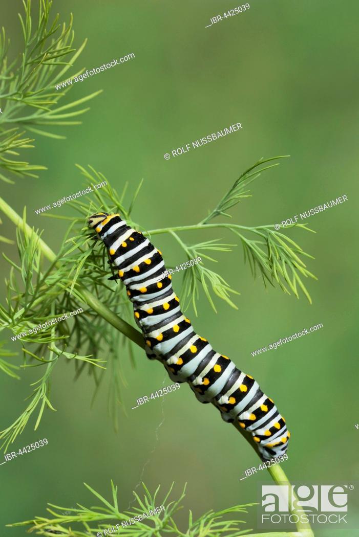 Stock Photo: Black Swallowtail (Papilio polyxenes), caterpillar eating on fennel host plant (Foeniculum vulgare), Hill Country, Texas, USA.
