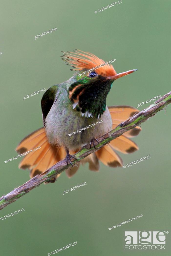 Stock Photo: Rufous-crested Coquette Lophornis delattrei perched on a branch in Peru.