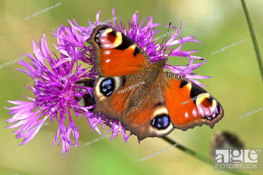 Stock Photo: 10/17/2020, Schleswig, a peacock butterfly (Aglais io) on a meadow knapweed (Centaurea jacea) on a sunny autumn day. The beautiful butterfly can no longer find.