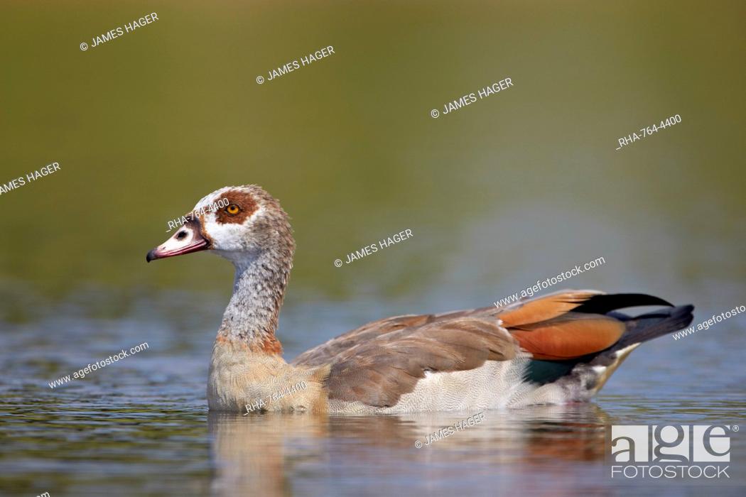 Stock Photo: Egyptian goose (Alopochen aegyptiacus), Kruger National Park, South Africa, Africa.