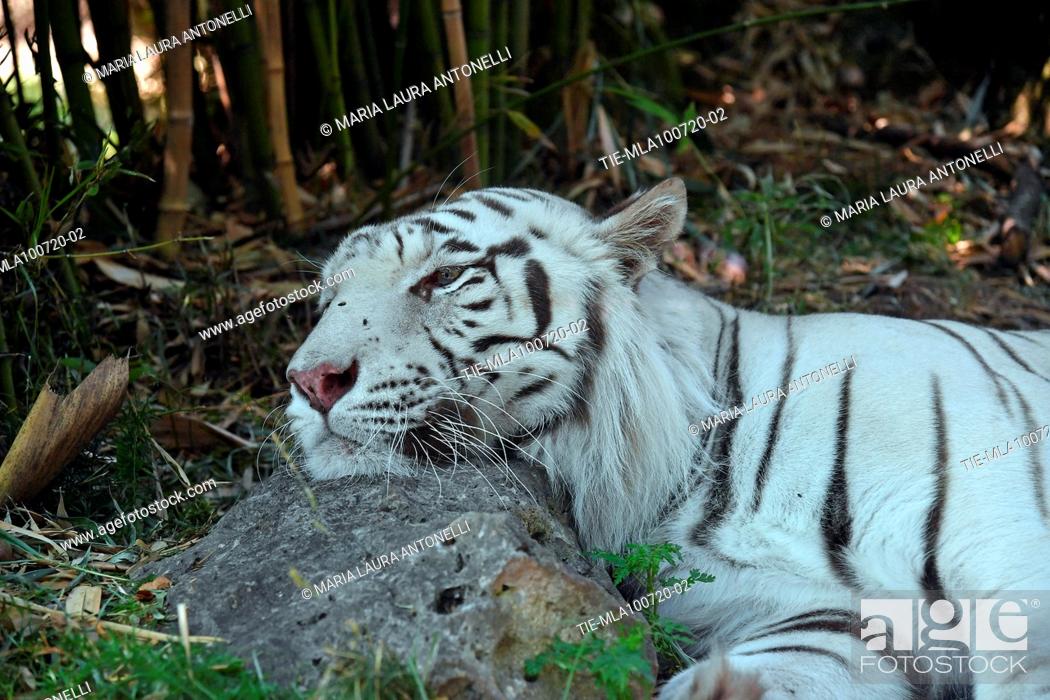 Stock Photo: The white tiger of Bengala in the Bioparco of Rome , ITALY-10-07-2020.