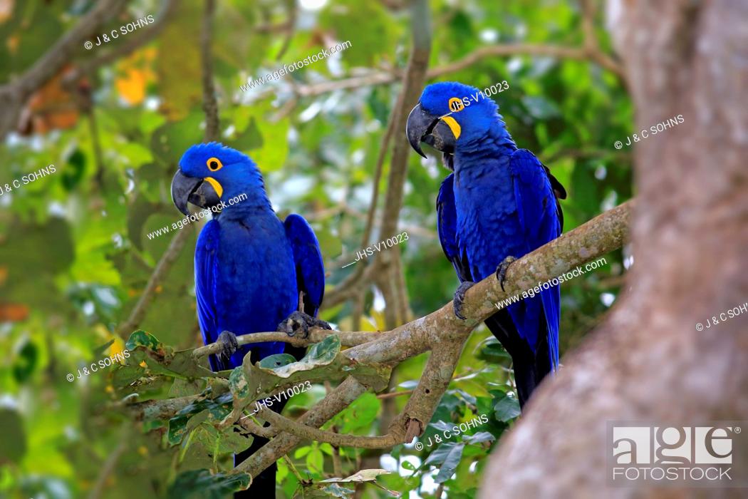 Hyacinth Macaw, Blue Macaw, (Anodorhynchus hyacinthinus), couple on tree,  Pantanal, Mato Grosso, Stock Photo, Picture And Rights Managed Image. Pic.  JHS-V10023 | agefotostock