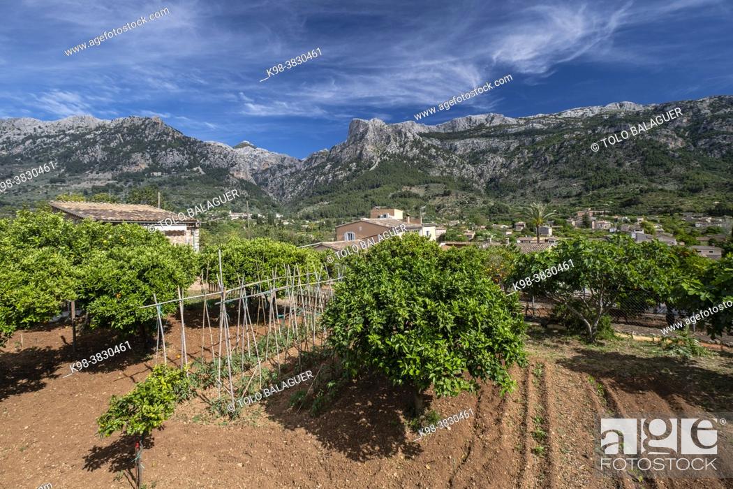 Stock Photo: orange grove with the mountains in the background, Soller valley route, Mallorca, Balearic Islands, Spain.