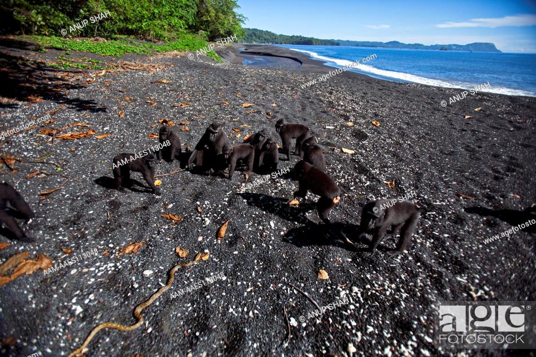 Stock Photo: Black crested or Celebes crested macaque group gathering around a snake they have found on the beach (Macaca nigra). Tangkoko National Park, Sulawesi, Indonesia.