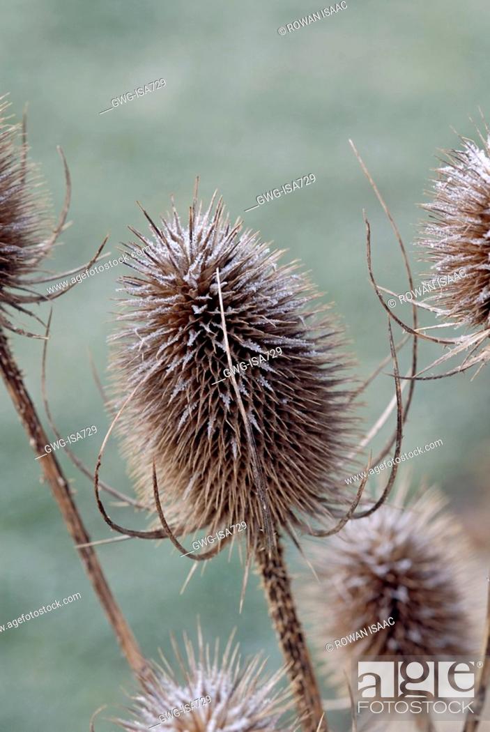Stock Photo: FROSTED DIPSACUS FULLONUM SEEDHEAD.
