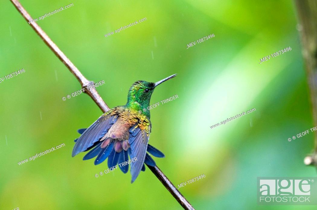 Stock Photo: Copper-rumped Hummingbird - on branch wings out bathing in rain (Amazilia tobaci erythronotus). Asa Wright Centre - Trinidad.