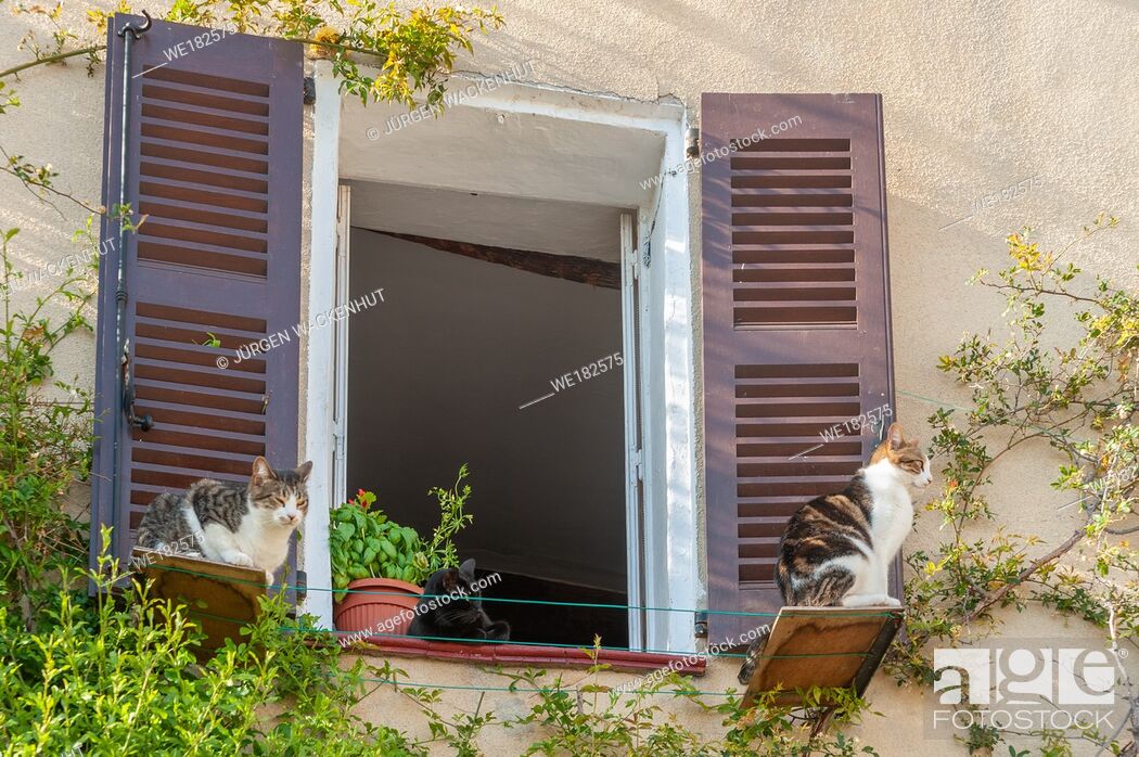 Stock Photo: Detail with domestic cats at the window, Saint-Cezaire-sur-Siagne, Alpes-Maritim, Provence-Alpes-Cote d`Azur, France, Europe.