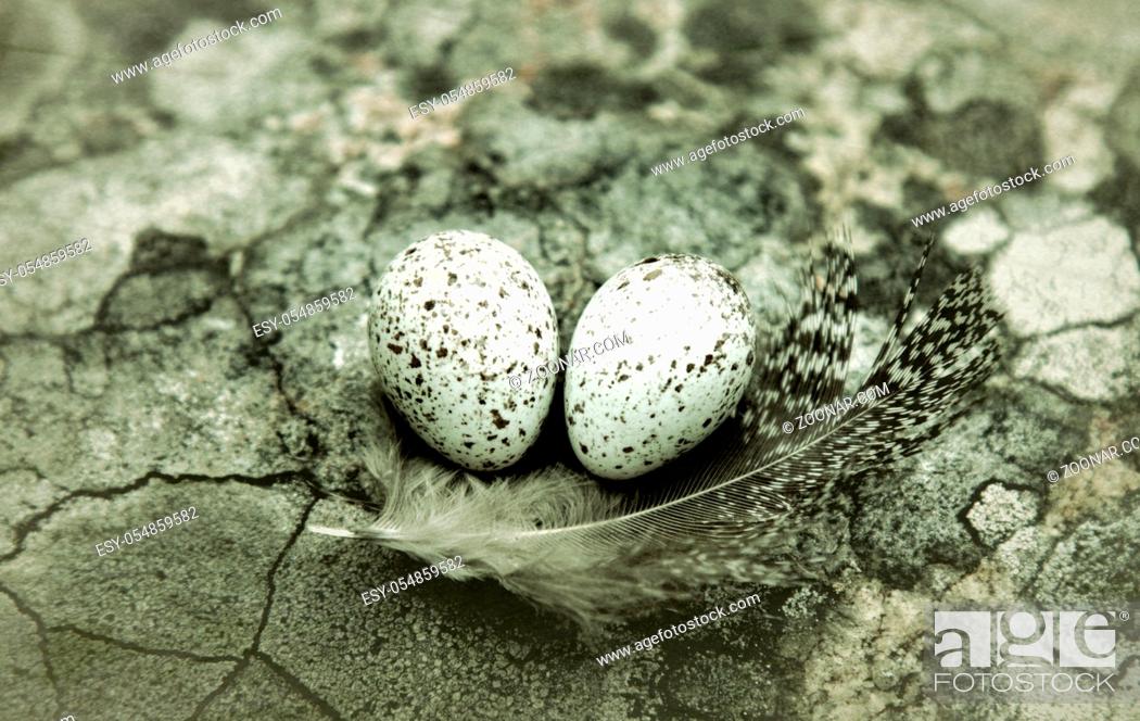Stock Photo: Guide to bird nests. The white Wagtail's nest (Motacilla alba) Tiny eggs lies on geographical lichen (Rhizocarpon geographicum.