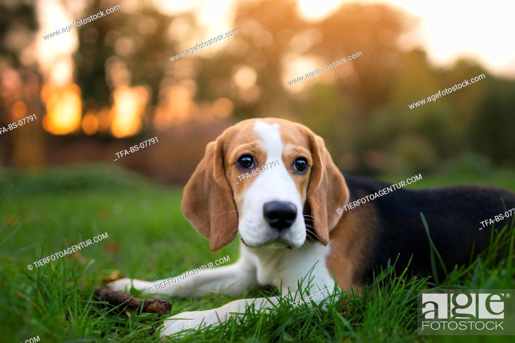 Stock Photo: lying Beagle puppy.