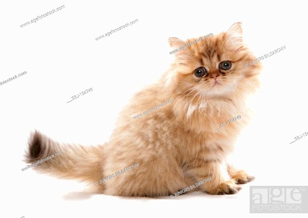 Persian cat - kitten - cut out, Stock Photo, Picture And Rights Managed  Image. Pic. SSJ-154749 | agefotostock