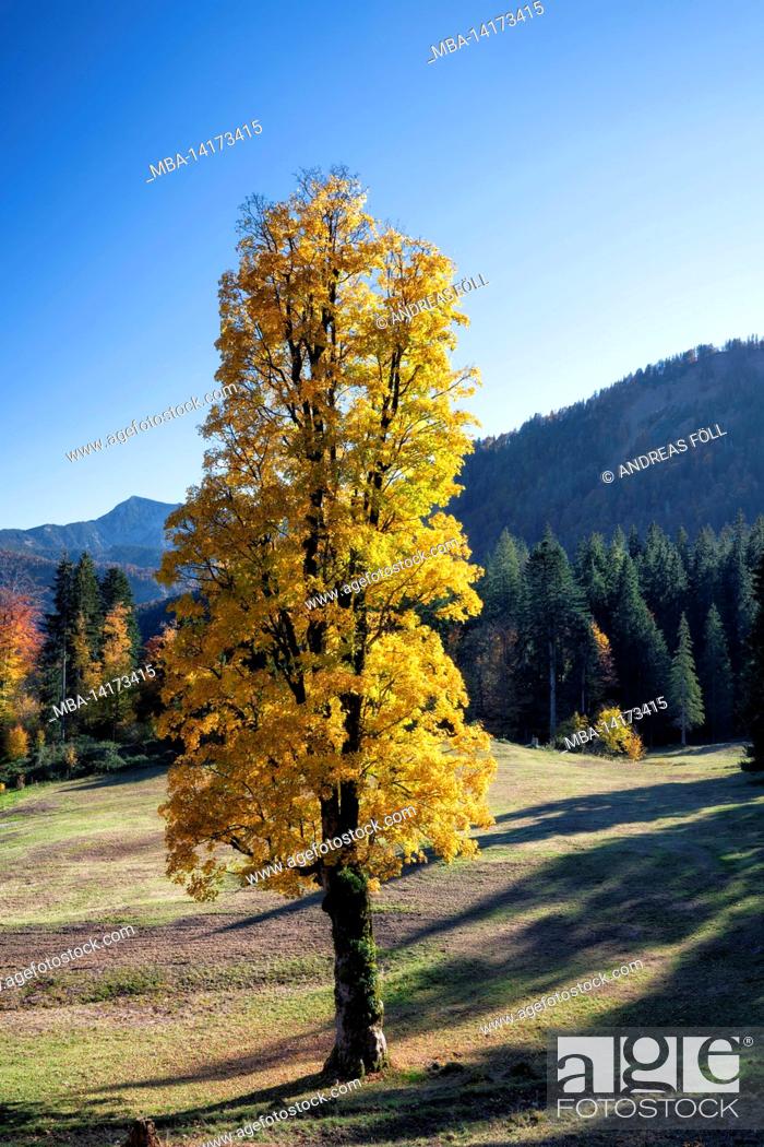 Stock Photo: yellow discolored sycamore maple (acer pseudoplatanus) on a sunny autumn day. mangfall mountains, bavaria, germany, europe.