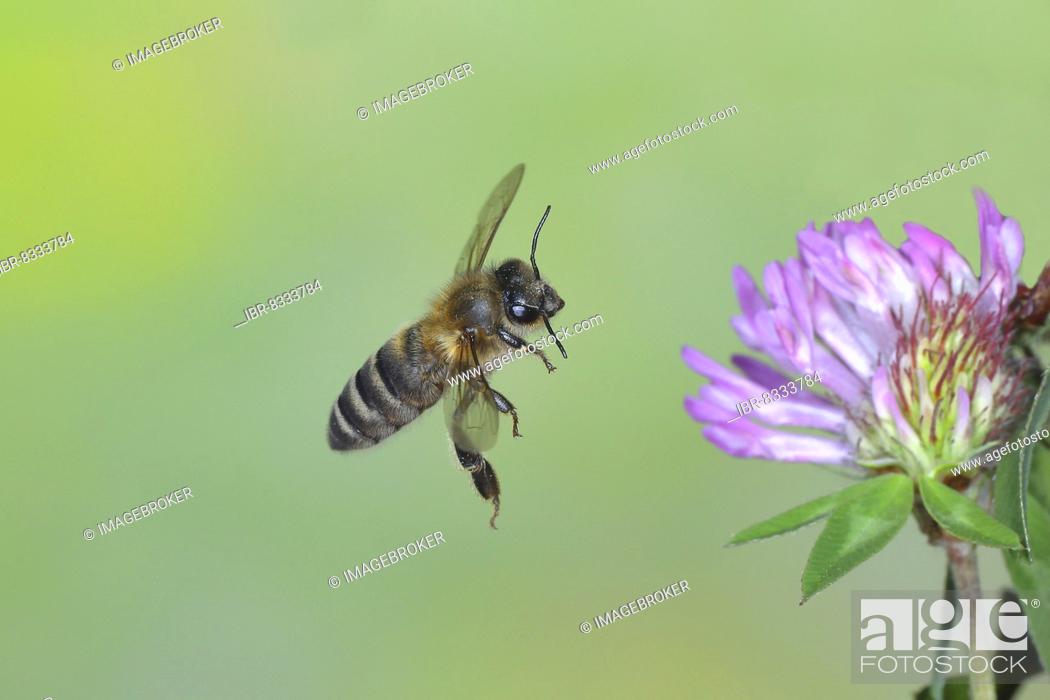 Stock Photo: Honey bee (Apis mellifera), in flight, highspeed nature photo, on red clover (Trifolium pratense), Siegerland, North Rhine-Westphalia, Germany, Europe.