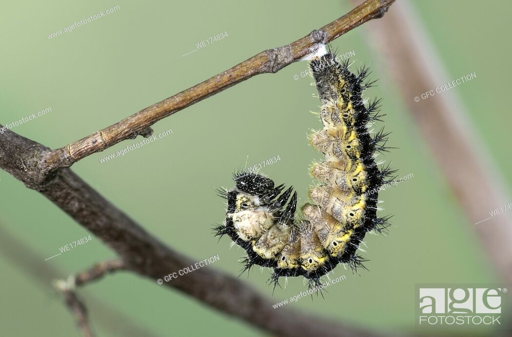Stock Photo: Caterpillar of Small tortoiseshell (Aglais urticae), a butterfly of the Nymphalidae family, ready to pupate, Canton of Geneva, Switzerland.