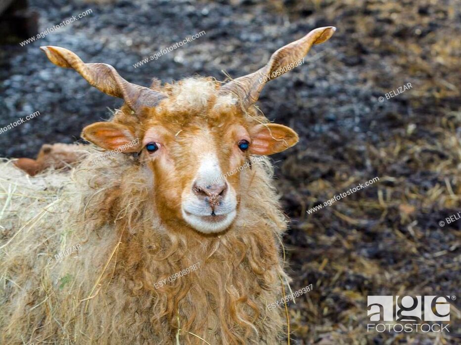 Racka sheep, its scientific name is Ovies aries, Stock Photo, Picture And  Low Budget Royalty Free Image. Pic. ESY-059089387 | agefotostock
