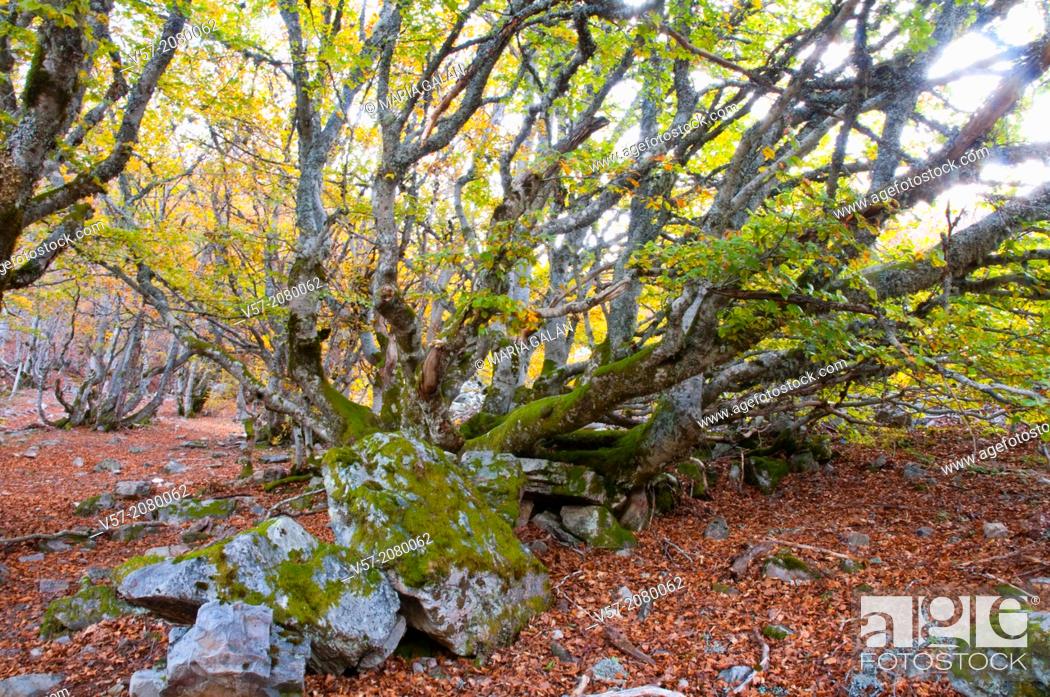Photo de stock: Trunk of old beech tree in Autumn. Hayedo de la Pedrosa, Riofrio de Riaza, Segovia province, Castilla Leon, Spain.