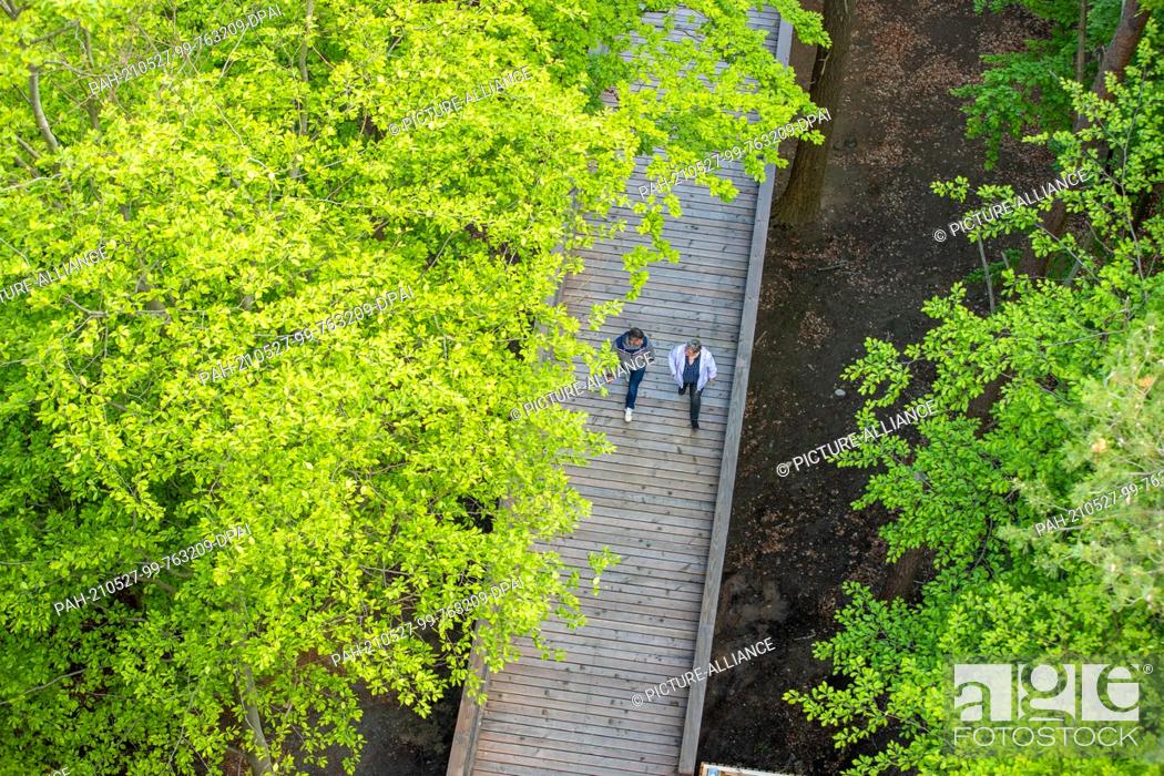 Stock Photo: 27 May 2021, Mecklenburg-Western Pomerania, Heringsdorf: Employees are on the 1, 350-meter-long Usedom treetop path. At a height of about 23 metres.