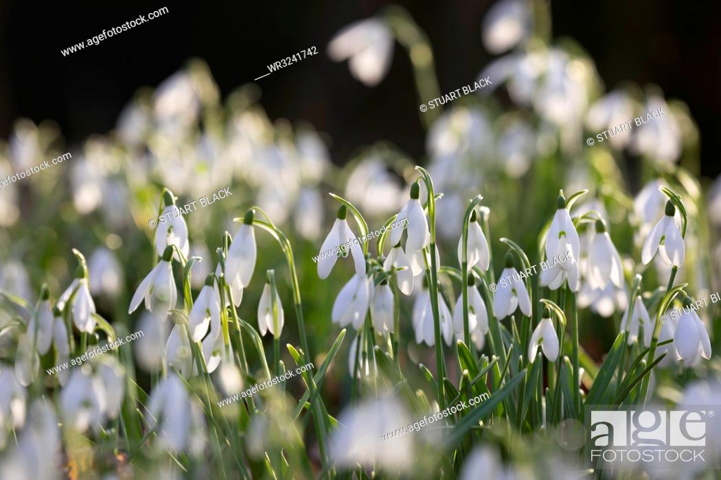 Stock Photo: Snowdrops in winter woodland, The Cotswolds, Gloucestershire, England, United Kingdom, Europe.