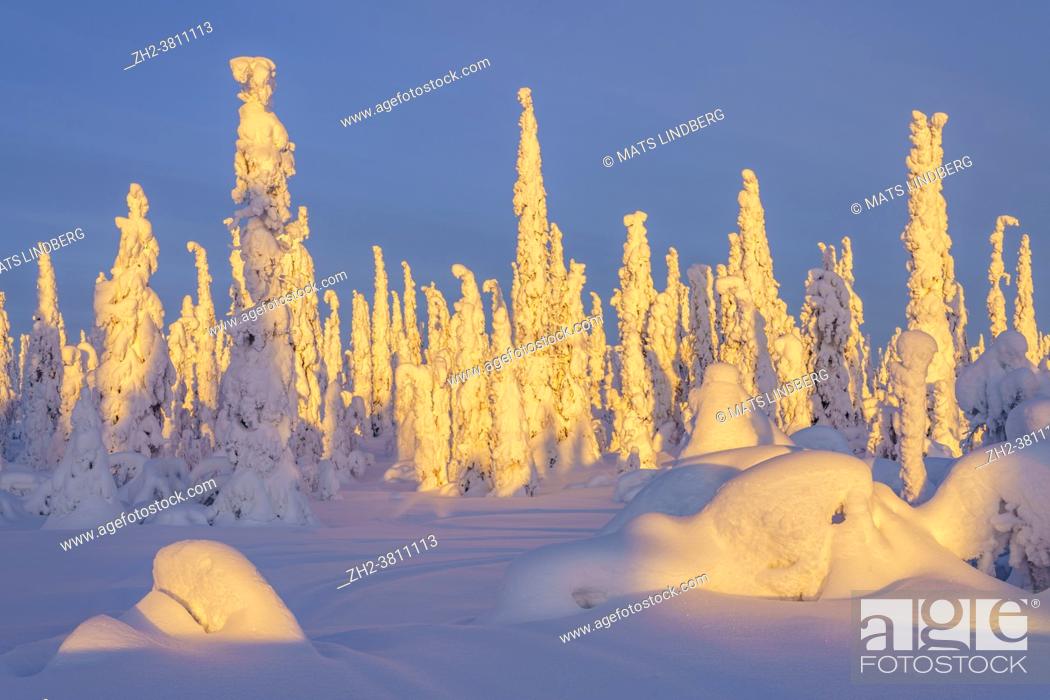 Stock Photo: Winter landscape at sunset with blue sky and plenty of snow on the trees, Swedish Lapland, Sweden.
