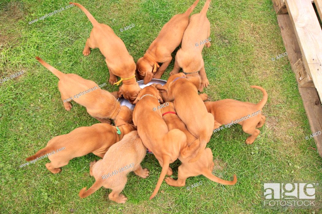 Stock Photo: Hungarian Wire-haired Pointing Dogs, puppies / Magyar Vizsla.
