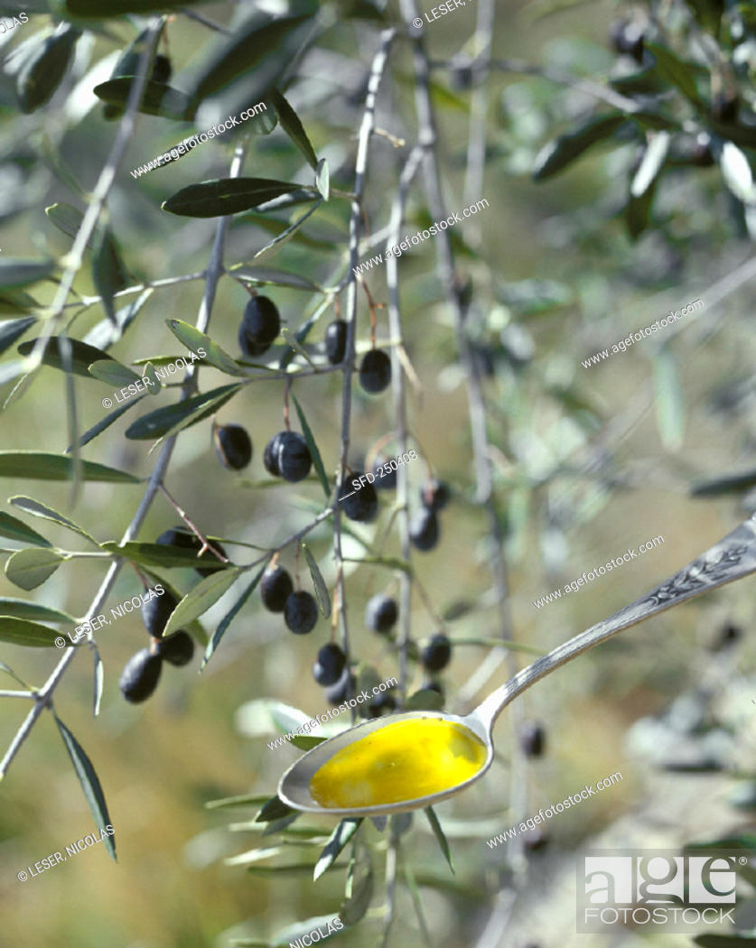Stock Photo: Olive oil on spoon in front of olive branch with olives (2).