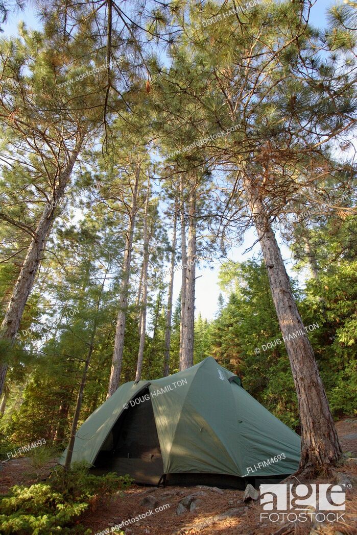 Stock Photo: Tent under Pine Trees, Lake Temagami, Temagami, Ontario.