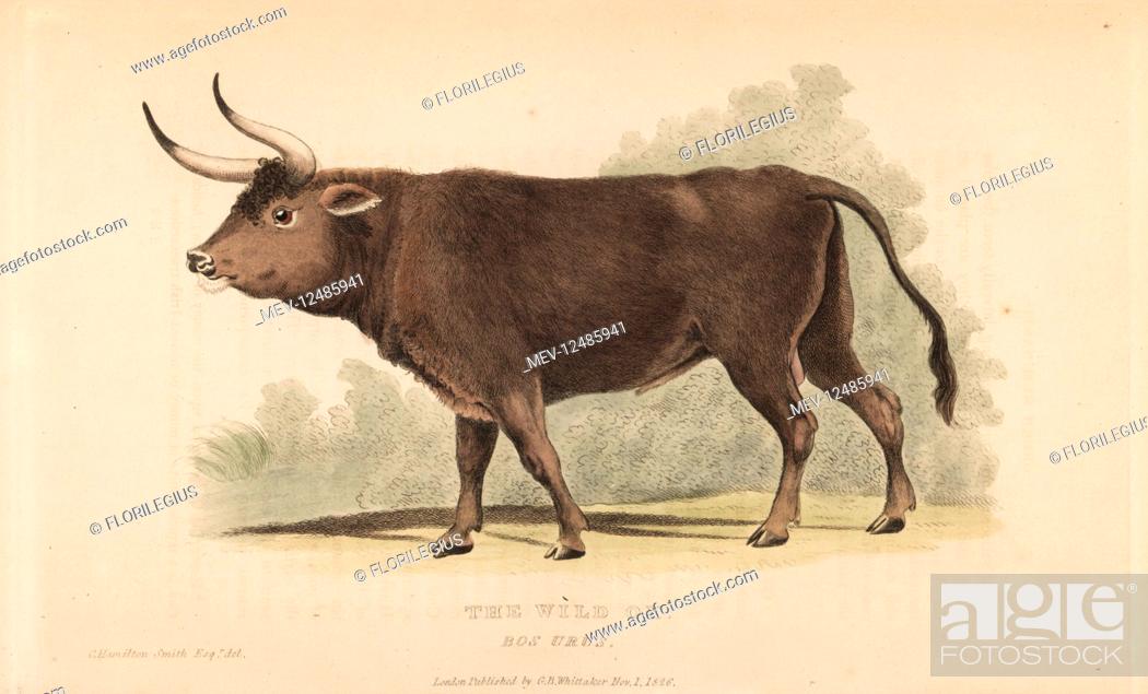 Aurochs, Bos primigenius. Extinct. (Wild ox, Bos urus.) Handcoloured  engraving after an illustration..., Stock Photo, Picture And Rights Managed  Image. Pic. MEV-12485941 | agefotostock