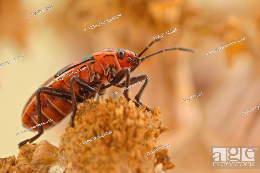 Stock Photo: lygaeid bug.